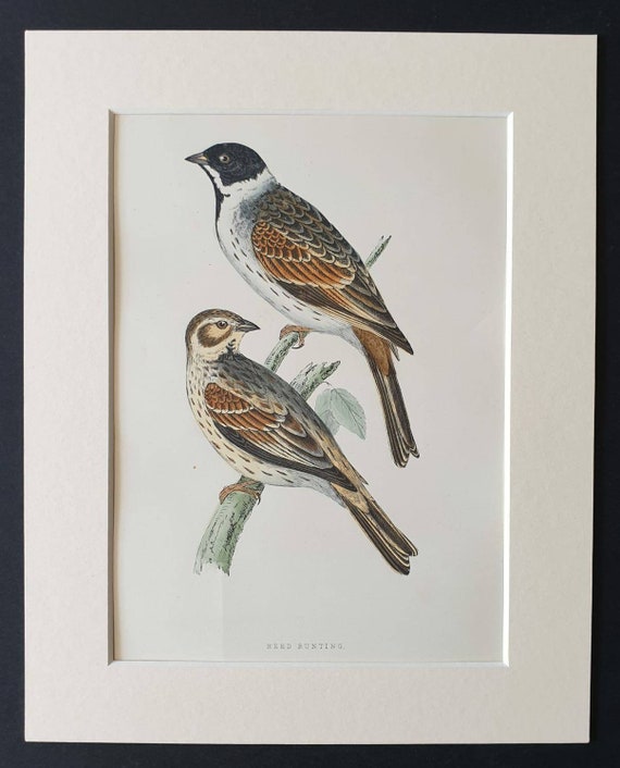 Original 1891 hand coloured bird print in mount - Reed Bunting