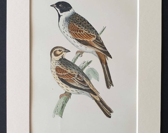 Original 1891 hand coloured bird print in mount - Reed Bunting