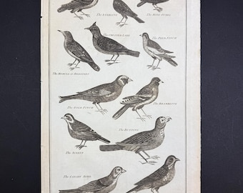 Birds - Original c1785 Antique Print