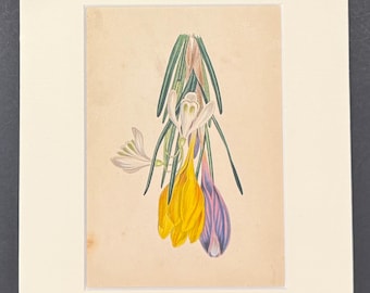 The Snowdrop And Crocus - Original 1836 Antique Botanical Print