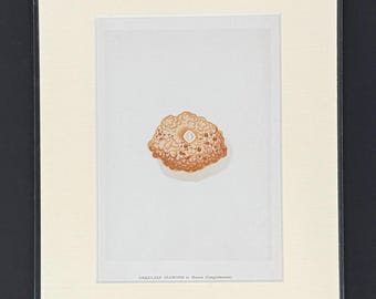 Brazilian Diamond in Matrix (Conglomerate) - Original 1892 Antique Precious Stones & Gems Print