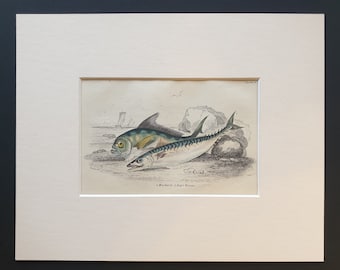 Mackarel, Ray's Bream - Original c1860 hand coloured fish print in mount