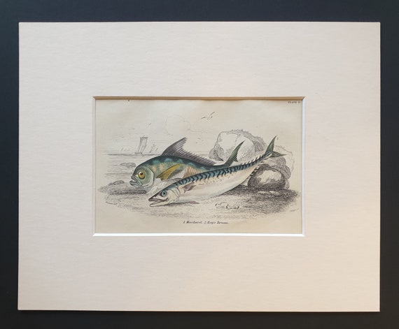 Mackarel, Ray's Bream - Original c1860 hand coloured fish print in mount