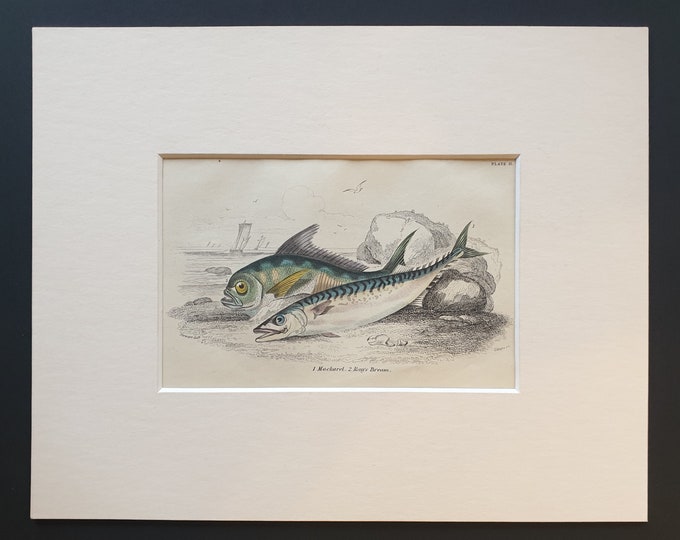 Mackarel, Ray's Bream - Original c1860 hand coloured fish print in mount