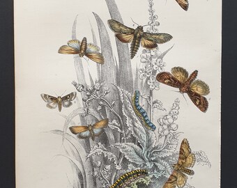 Wainscot Moths and others - Original hand coloured 1860 print