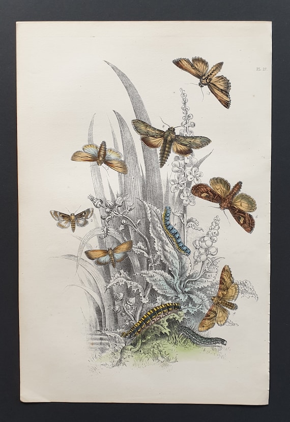 Wainscot Moths and others - Original hand coloured 1860 print