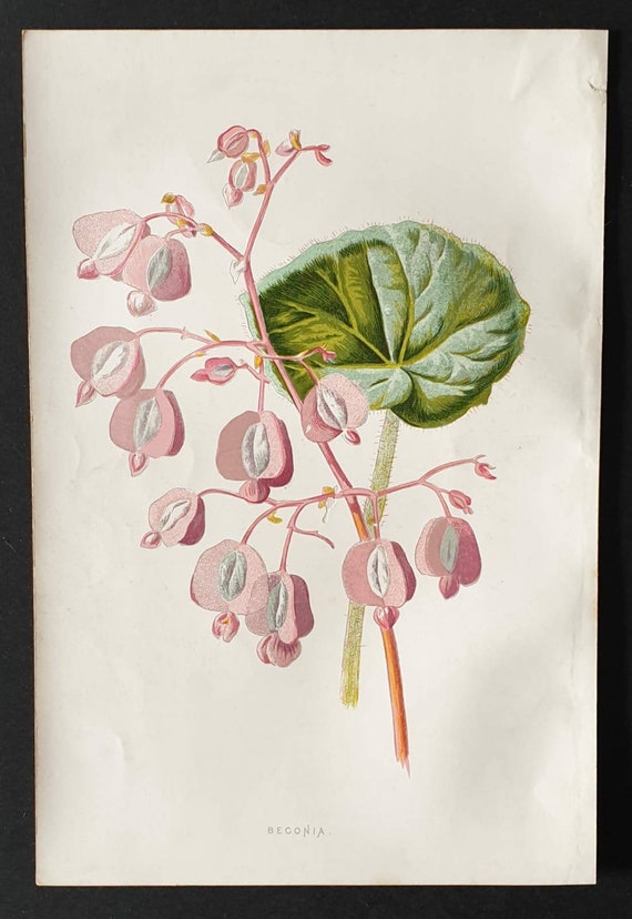 Original 1890 flower print - Begonia