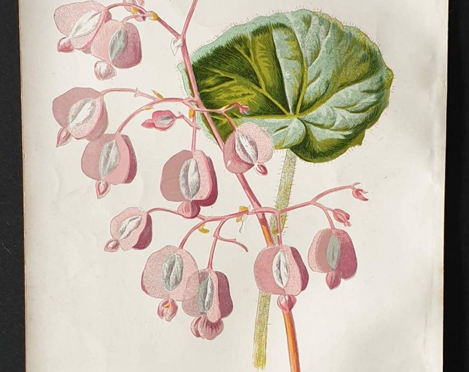 Original 1890 flower print - Begonia