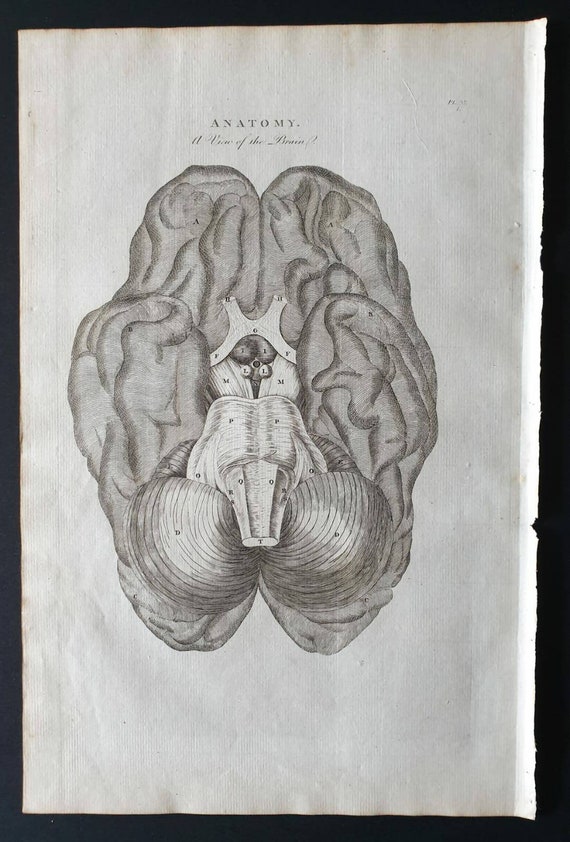 Original 1795 anatomical print - A View of the Brain