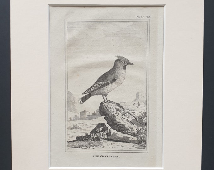 The Chatterer- Original 1812 Buffon print in mount (82)