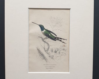 Dupont's Hummingbird  - Original c1840 hand coloured bird print in mount