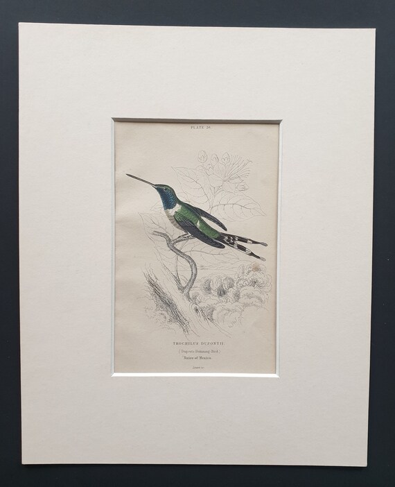 Dupont's Hummingbird  - Original c1840 hand coloured bird print in mount