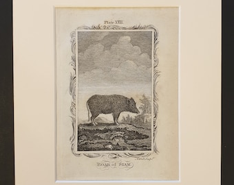 Boar of Siam - Original 1791 Buffon print in mount