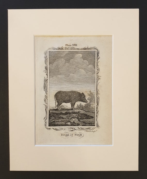 Boar of Siam - Original 1791 Buffon print in mount