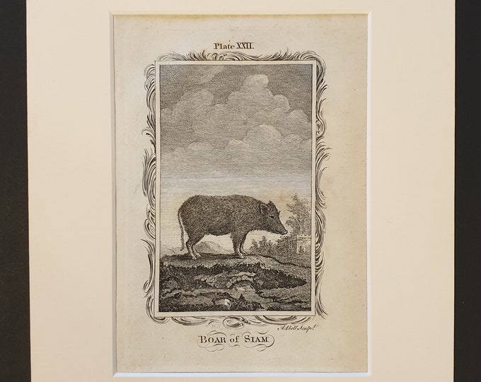 Boar of Siam - Original 1791 Buffon print in mount