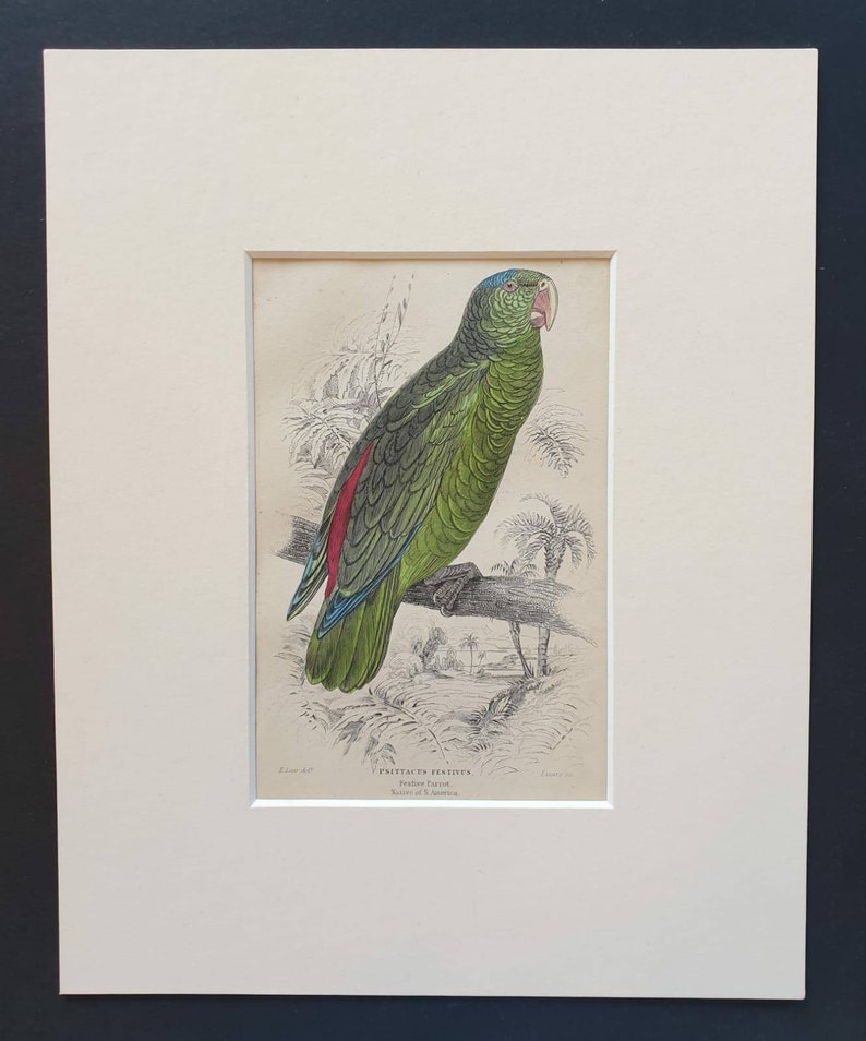 Original 1836 hand coloured bird print in mount Festive Parrot
