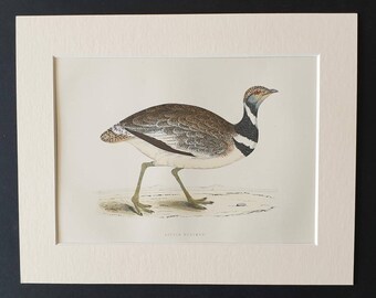 Little Bustard - Original 1891 hand coloured bird print in mount