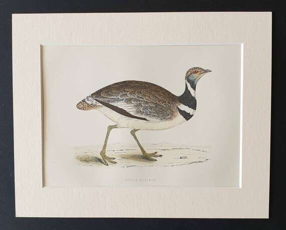 Original 1891 hand coloured bird print in mount - Little Bustard