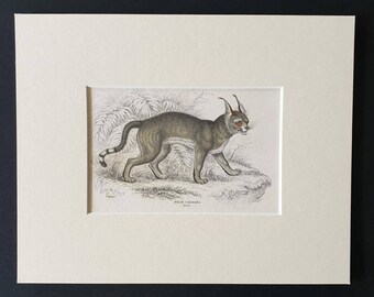 The Booted Lynx - Original 1834 hand coloured Naturalists Library print