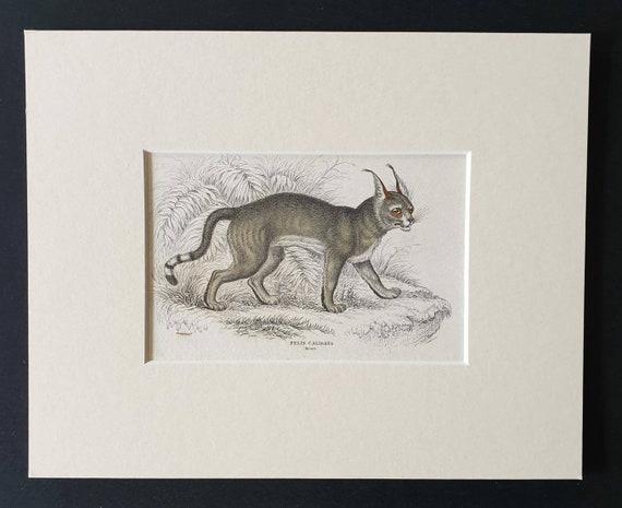 Original 1834 hand coloured  Naturalists Library print - The Booted Lynx
