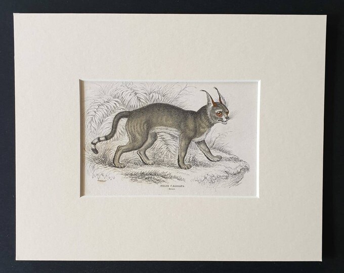 Original 1834 hand coloured  Naturalists Library print - The Booted Lynx