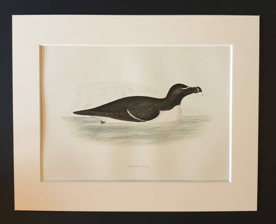 Original 1891 hand coloured bird print in mount - Razor Bill