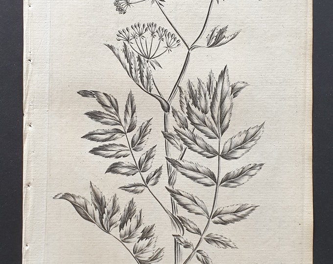 Upright Water Parsnep - Original 1802 Culpeper engraving (136)