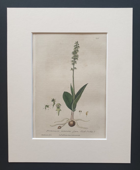 Green Musk Orchis - Original 1839 hand coloured flower print in mount