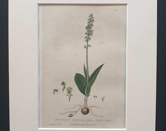Green Musk Orchis - Original 1839 hand coloured flower print in mount