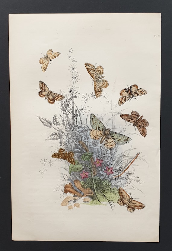 The Speckled Beauty Moth and others - Original hand coloured 1860 print