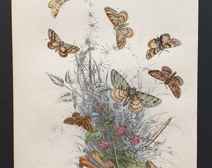 The Speckled Beauty Moth and others - Original hand coloured 1860 print