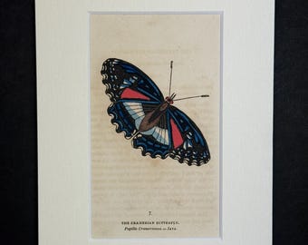 The Cramerian Butterfly - Original 1832 Hand Coloured Antique Print