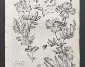 Great Celandine, and Yellow Horned Poppy - Original 1802 Culpeper engraving (131)