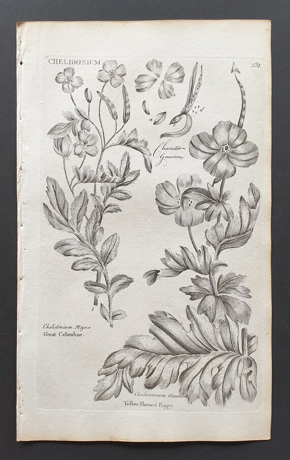 Great Celandine, and Yellow Horned Poppy - Original 1802 Culpeper engraving (131)