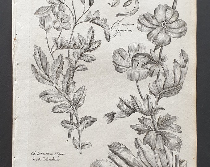 Great Celandine, and Yellow Horned Poppy - Original 1802 Culpeper engraving (131)