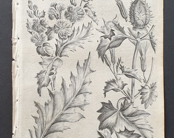 Common Henbane and Thorn Apple - Original 1802 Culpeper engraving (82)