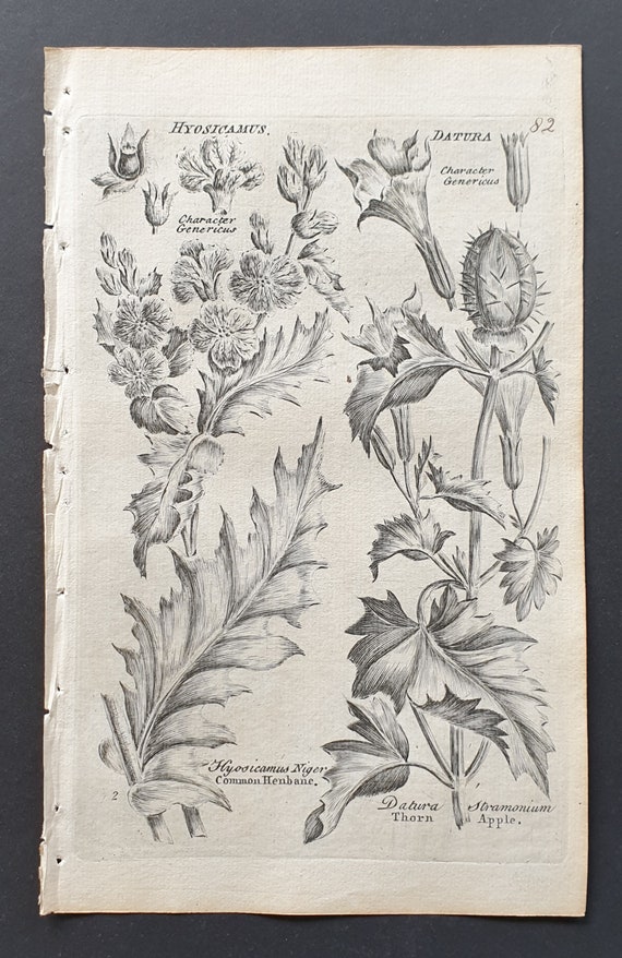 Common Henbane and Thorn Apple - Original 1802 Culpeper engraving (82)