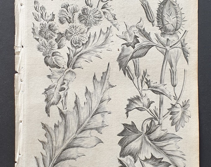 Common Henbane and Thorn Apple - Original 1802 Culpeper engraving (82)