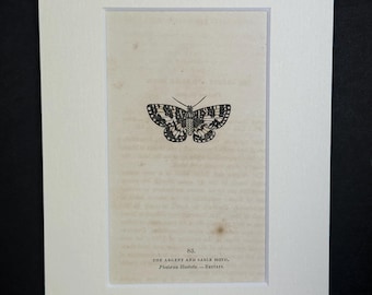 The Argent and Sable Moth - Original 1832 Hand Coloured Antique Print