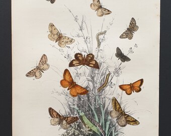 The Black Mountain Moth and others - Original hand coloured 1860 print