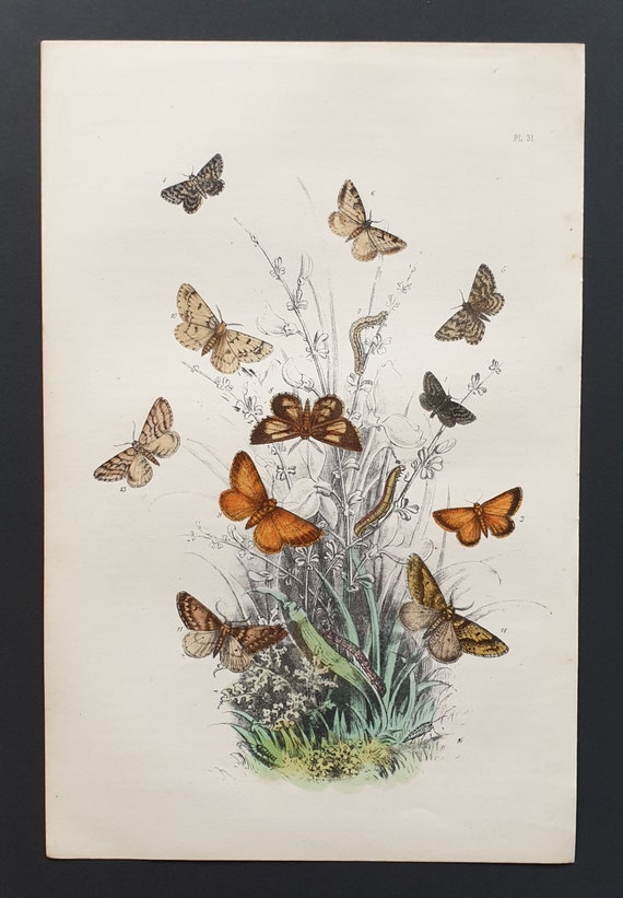 The Black Mountain Moth and others - Original hand coloured 1860 print