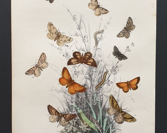 The Black Mountain Moth and others - Original hand coloured 1860 print