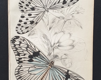 Idea Agelia, Idea Daos- Original c1840 hand coloured print