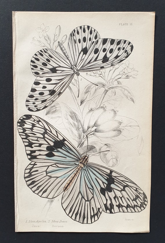 Idea Agelia, Idea Daos- Original c1840 hand coloured print