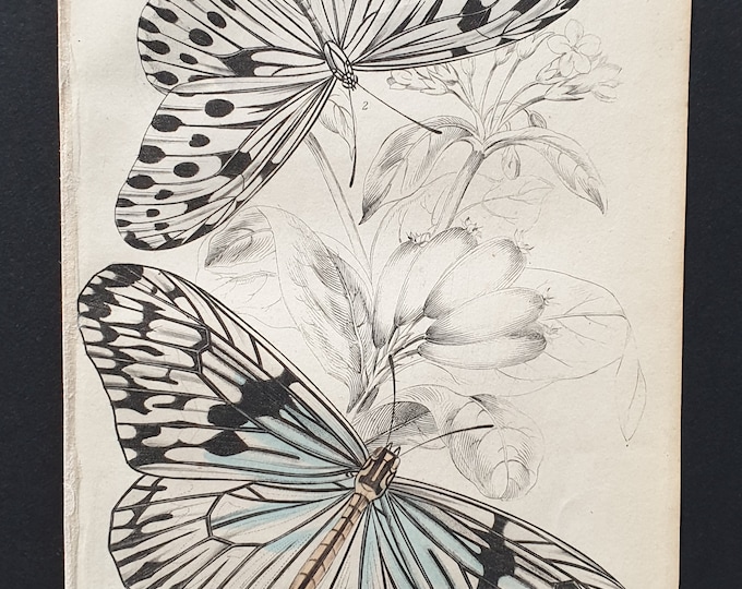 Idea Agelia, Idea Daos- Original c1840 hand coloured print