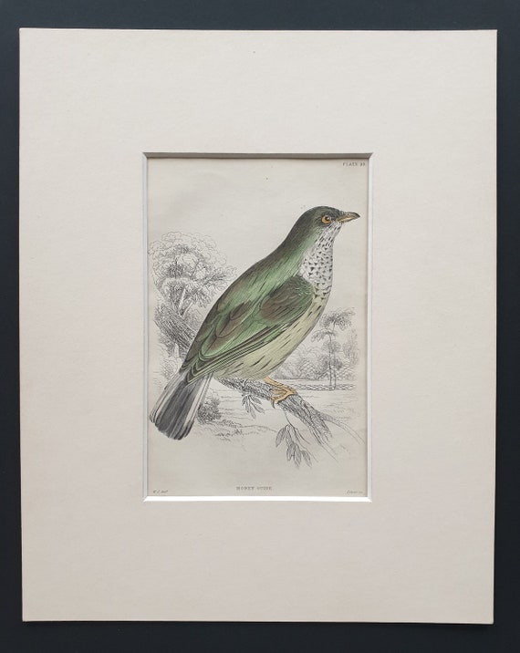 Honey Guide  - Original c1870 hand coloured bird print in mount