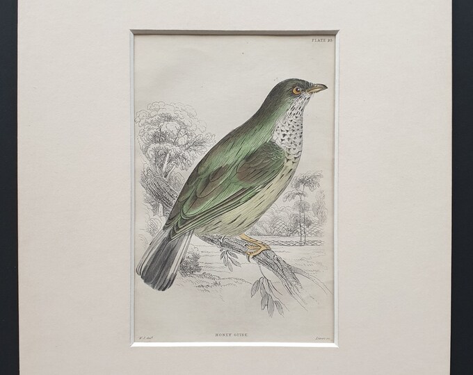 Honey Guide  - Original c1870 hand coloured bird print in mount