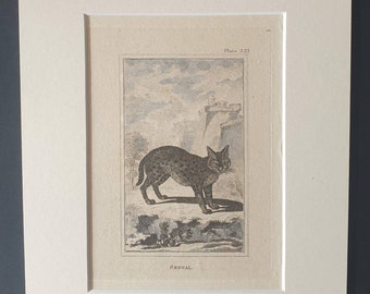 Serval - Original 1812 Buffon print in mount