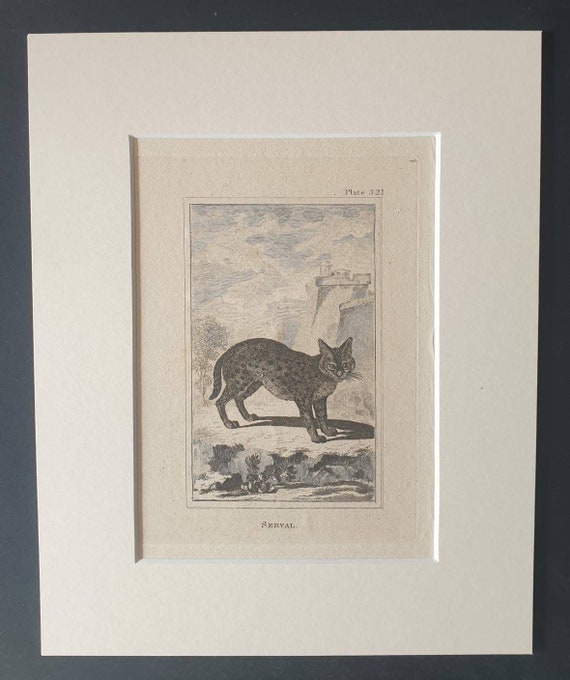 Original 1812 Buffon print in mount -  Serval