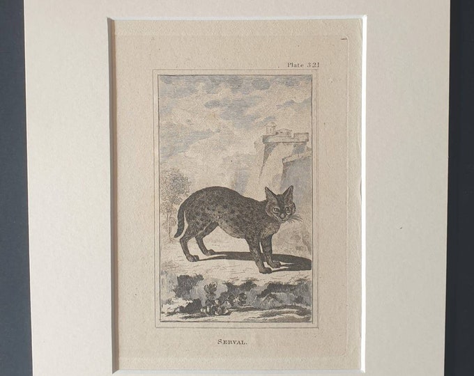 Original 1812 Buffon print in mount -  Serval